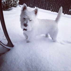 Meet your Posher, Steve